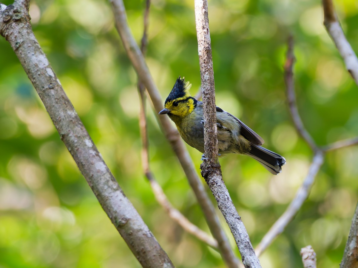 Yellow-cheeked Tit - ML647221519