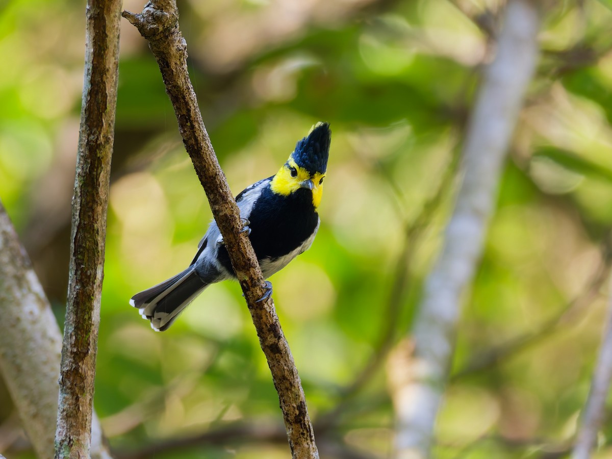 Yellow-cheeked Tit - ML647221520