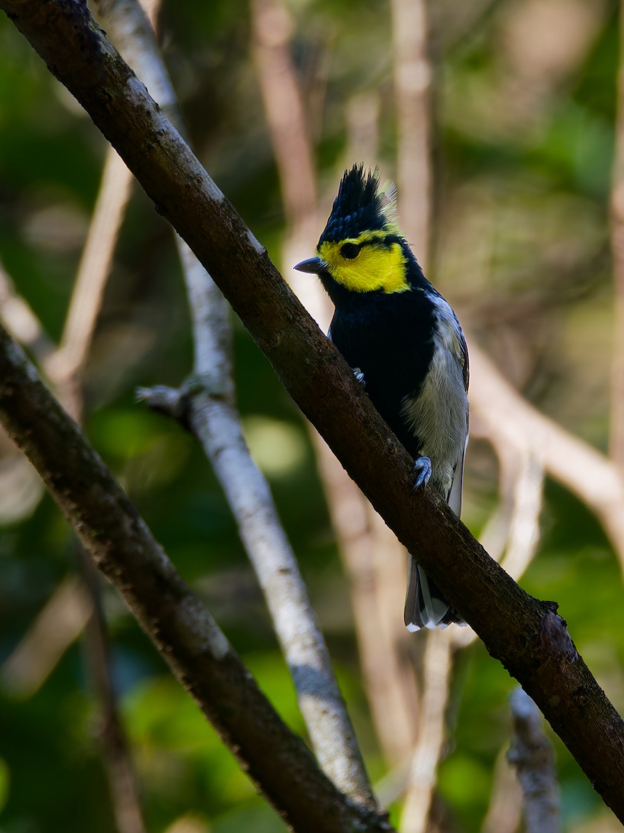 Yellow-cheeked Tit - ML647221521