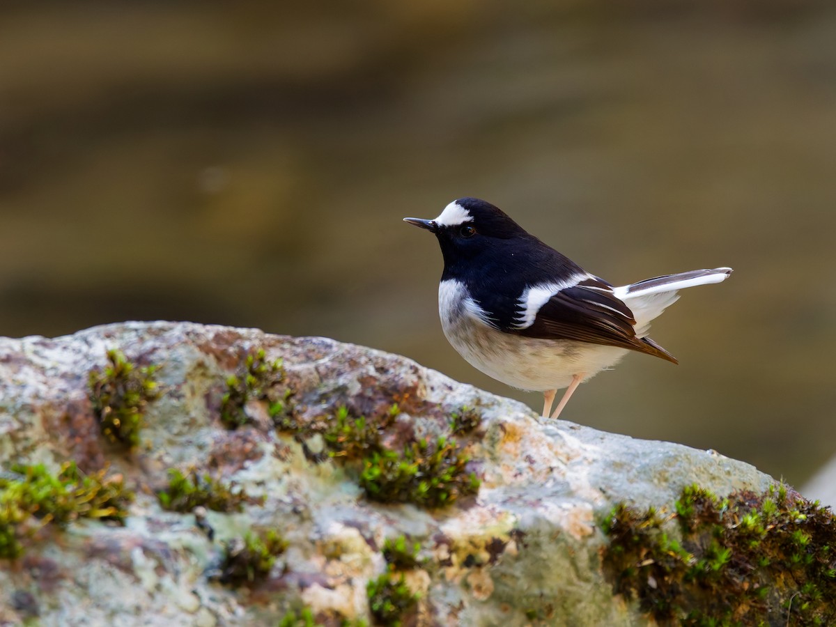 Little Forktail - ML647221531