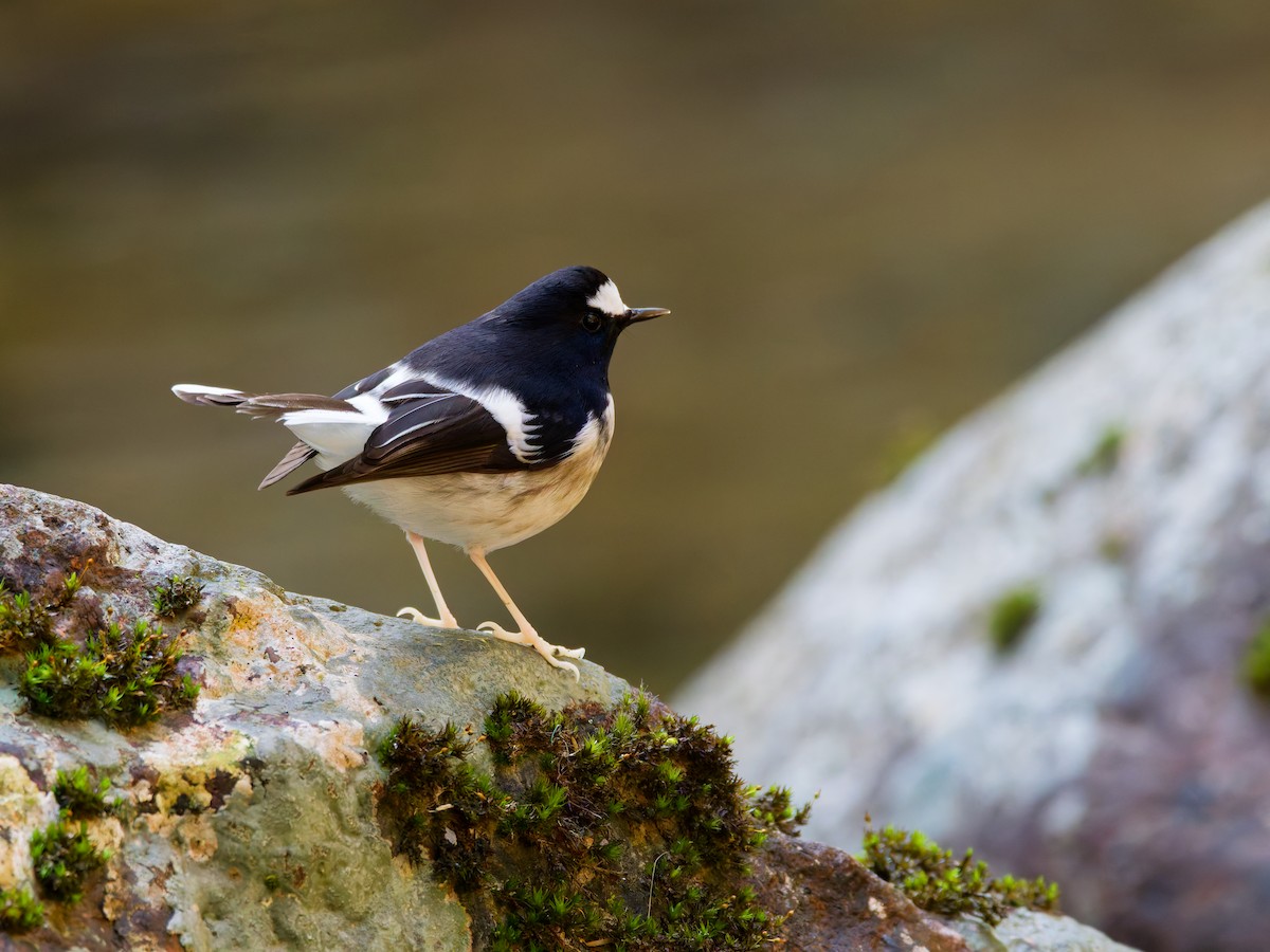 Little Forktail - ML647221532