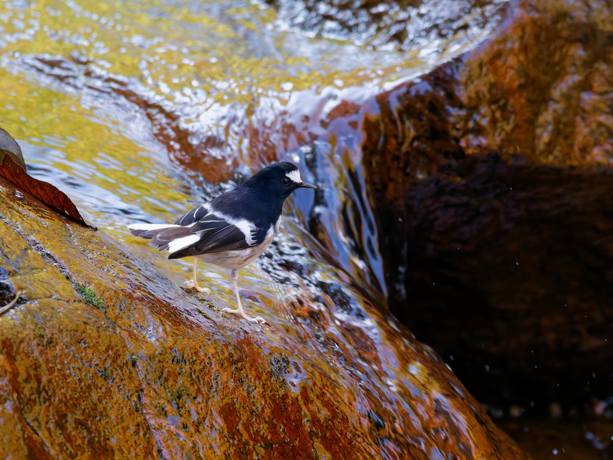 Little Forktail - ML647221533