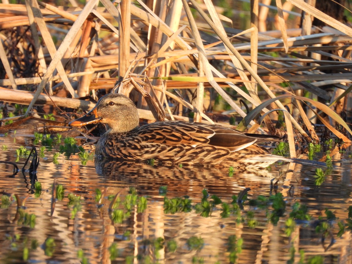 Mallard - ML647221534