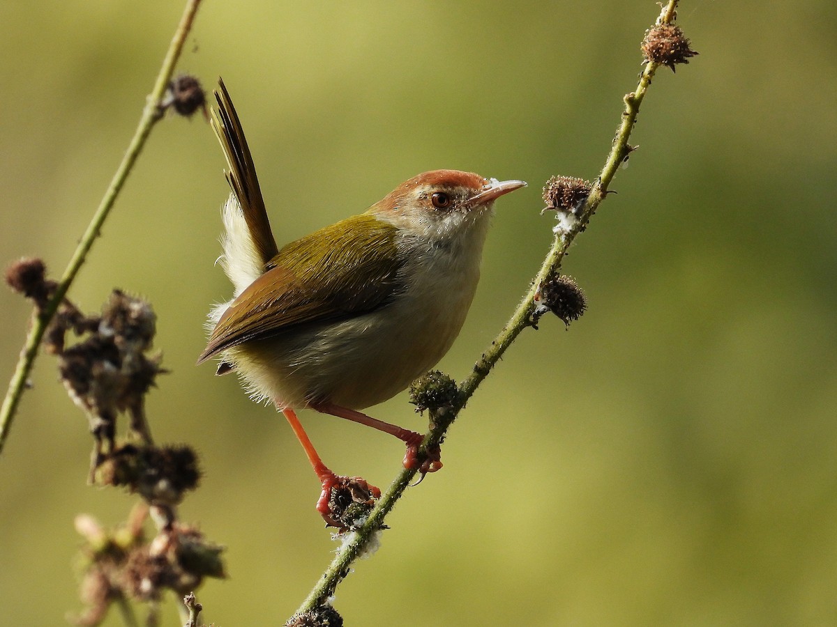 Common Tailorbird - ML647221541