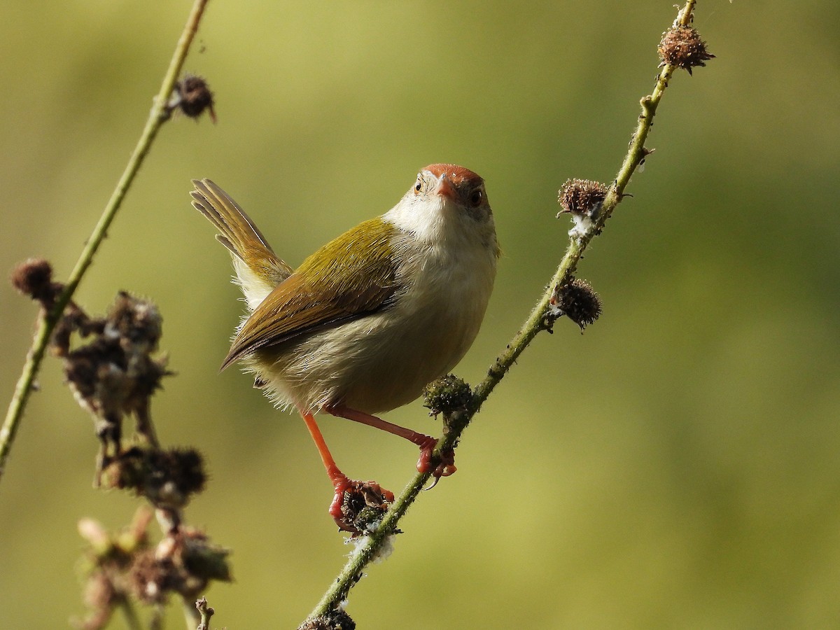 Common Tailorbird - ML647221542