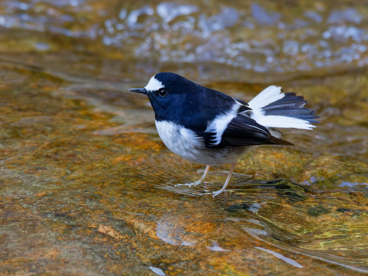 Little Forktail - ML647221543