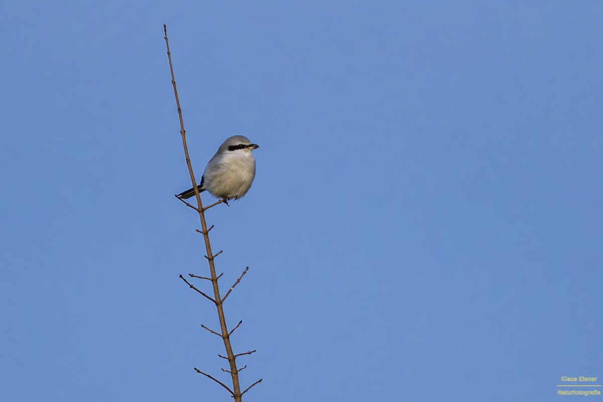 西方灰伯勞 - ML647221551