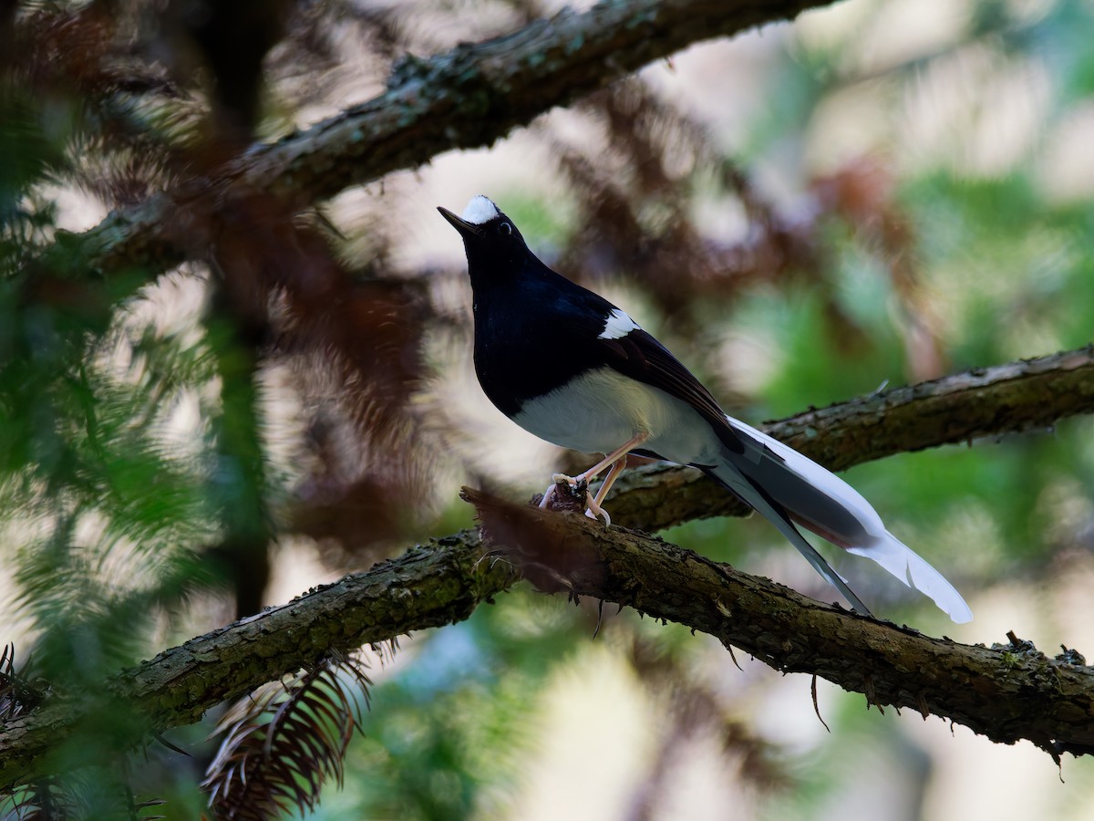 White-crowned Forktail - ML647221552