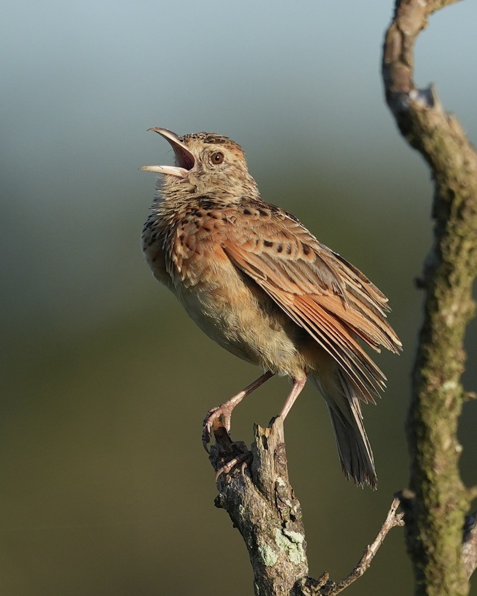 Rufous-naped Lark (Rufous-naped) - ML647221553
