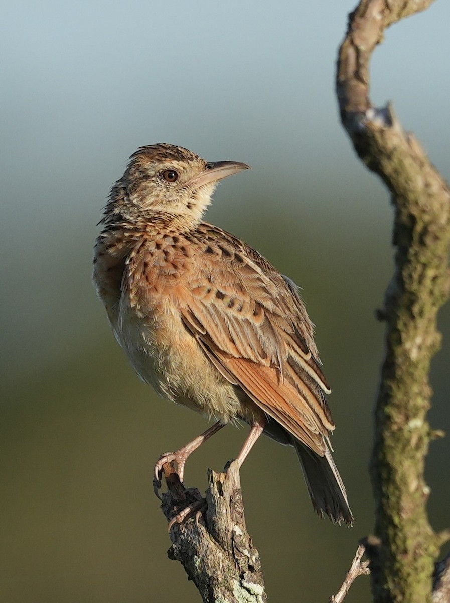 Rufous-naped Lark (Rufous-naped) - ML647221554