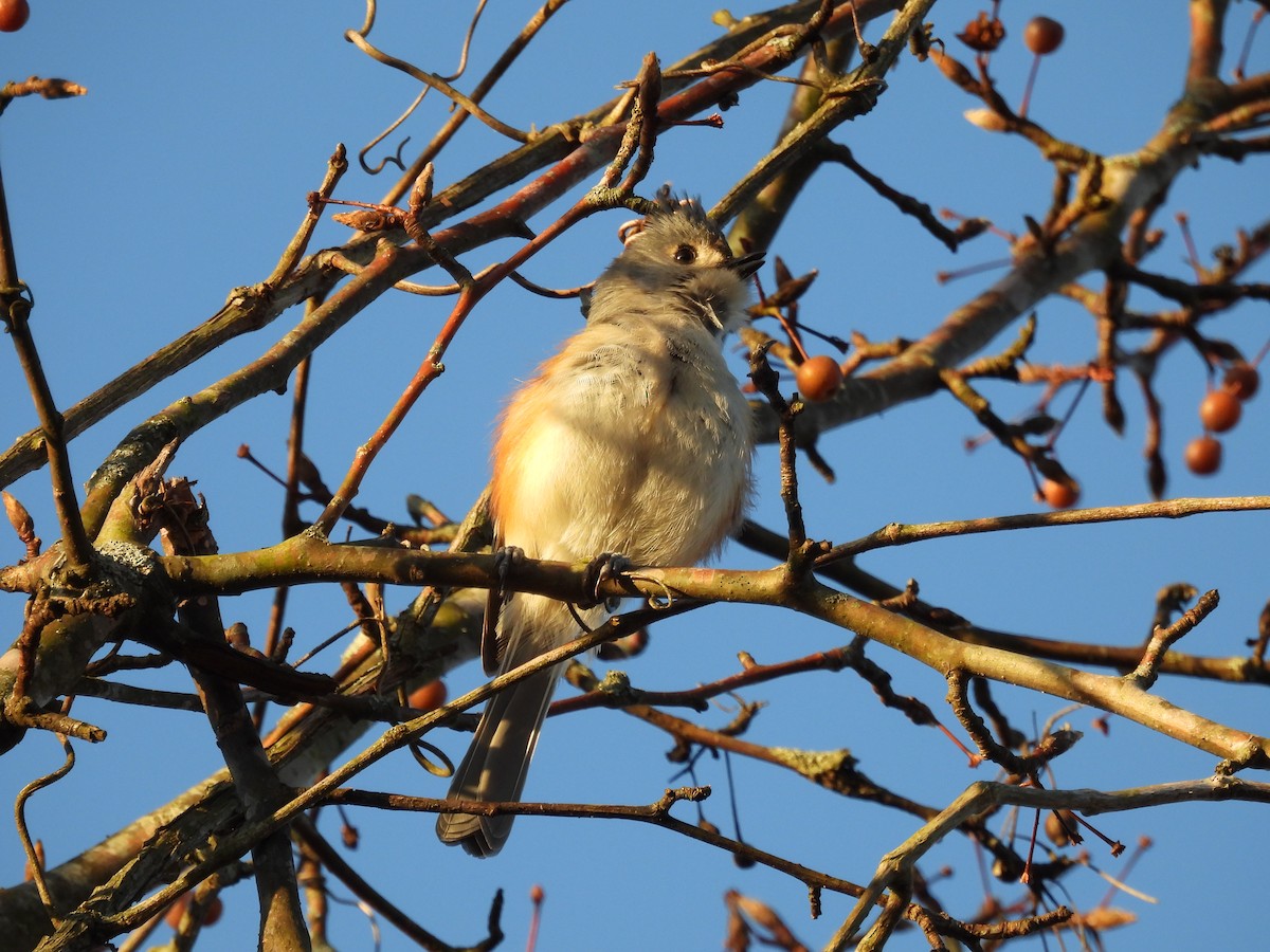 Tufted Titmouse - ML647221555