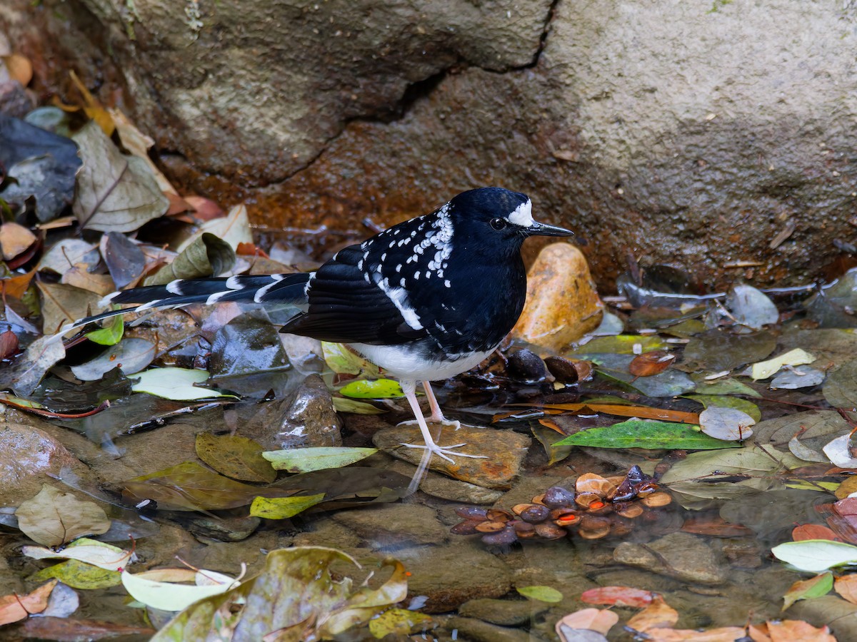 Spotted Forktail - ML647221556