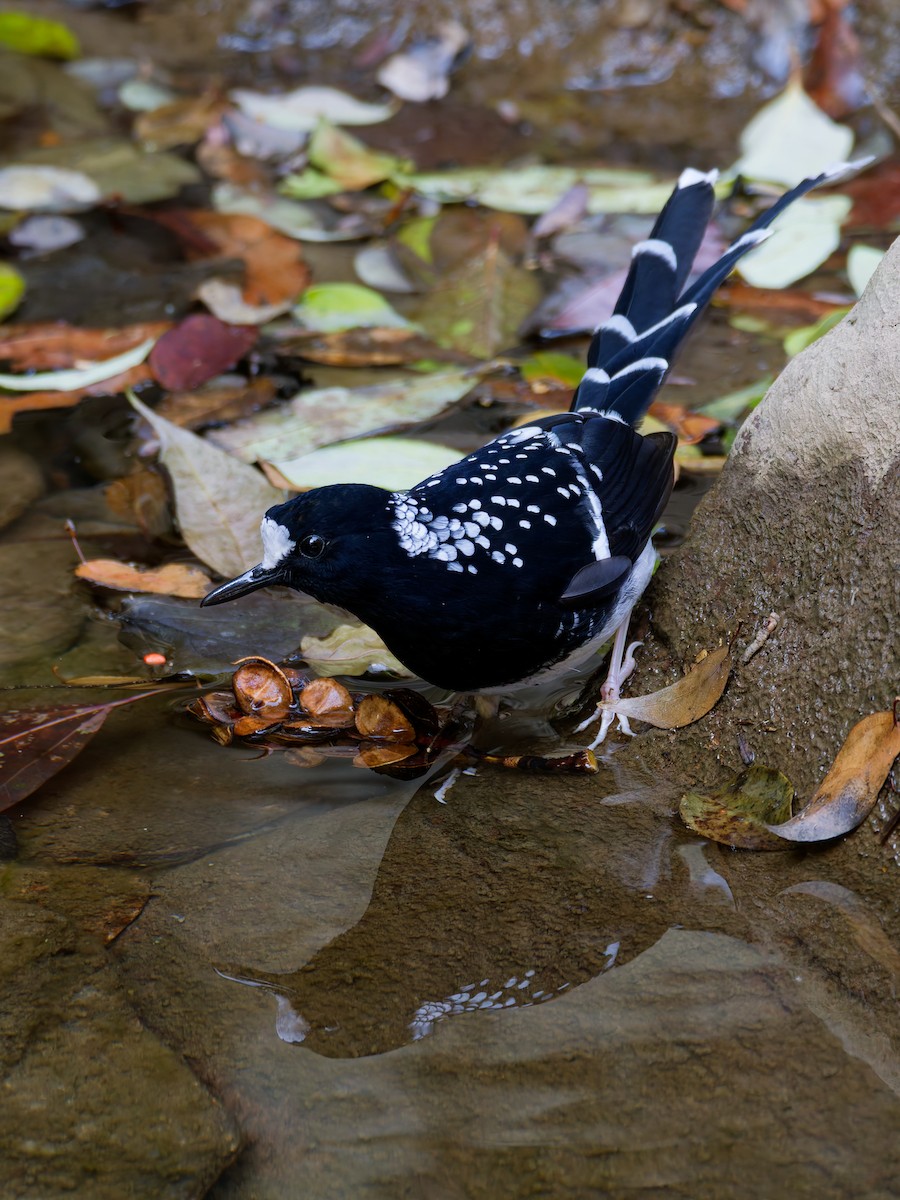Spotted Forktail - ML647221557