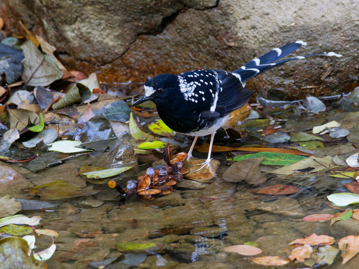 Spotted Forktail - ML647221558