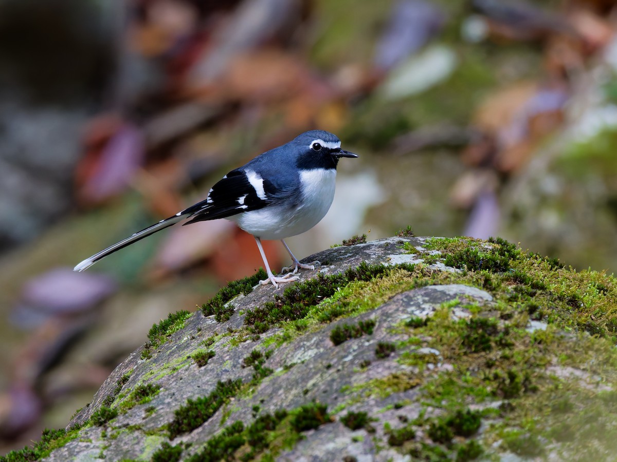 Slaty-backed Forktail - ML647221567