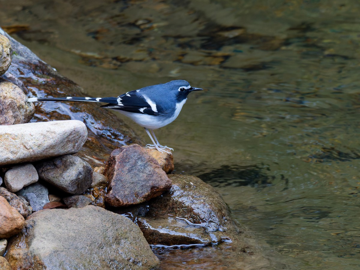 Slaty-backed Forktail - ML647221568