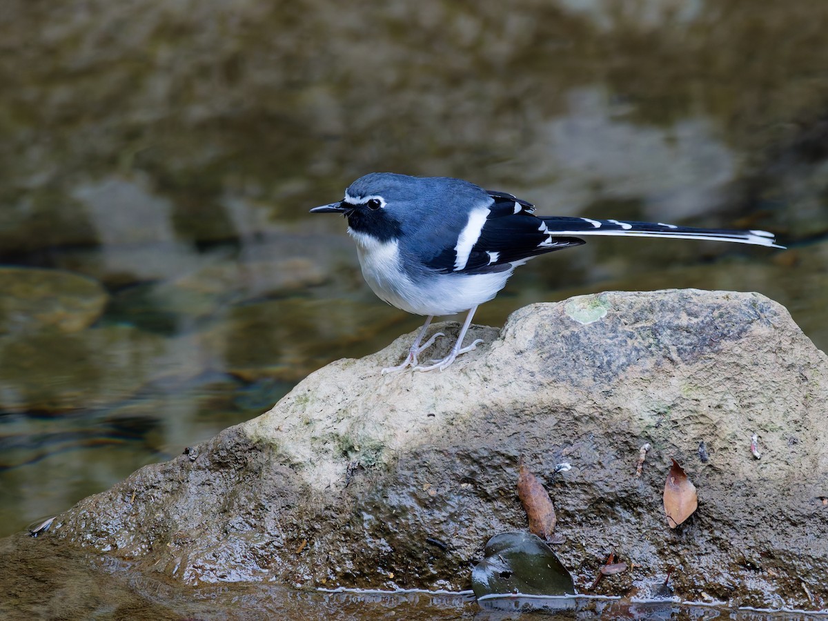 Slaty-backed Forktail - ML647221569
