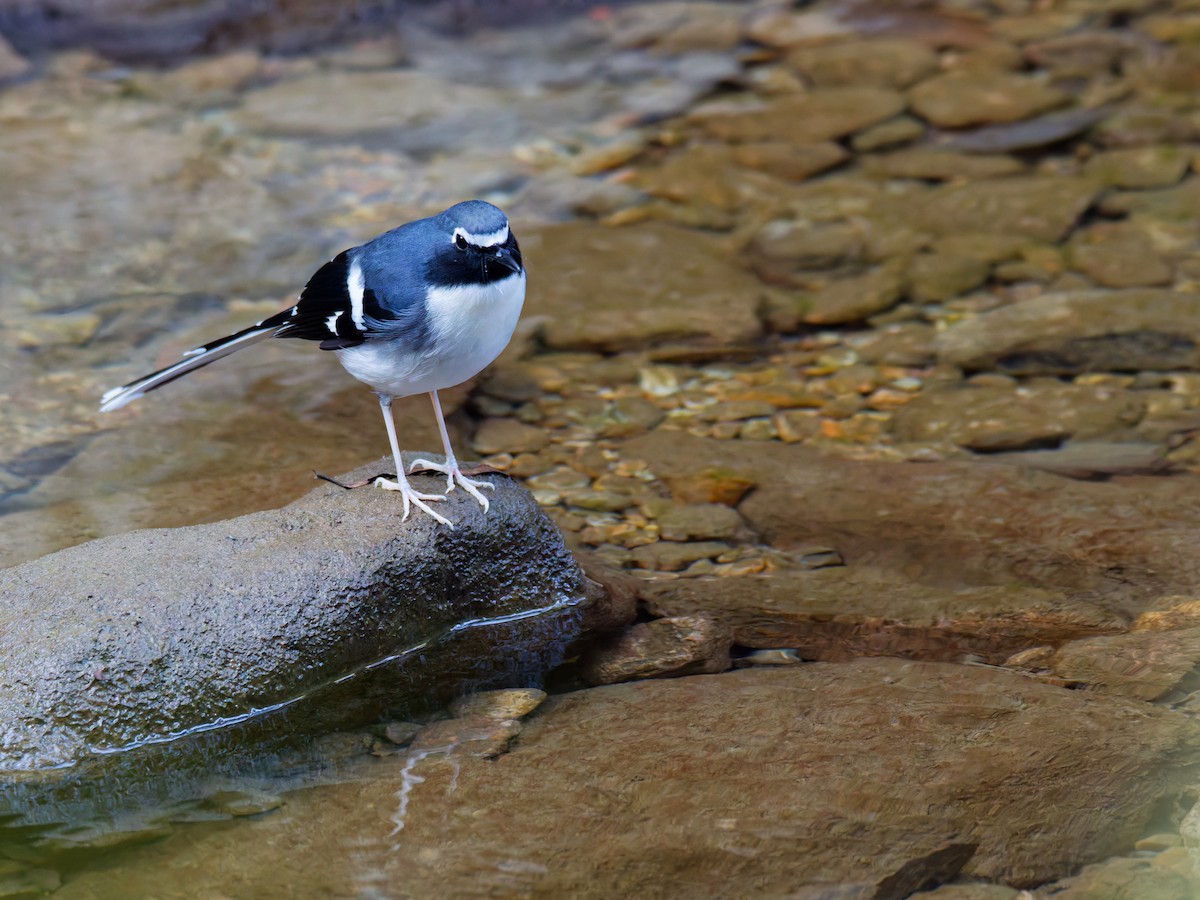 Slaty-backed Forktail - ML647221570