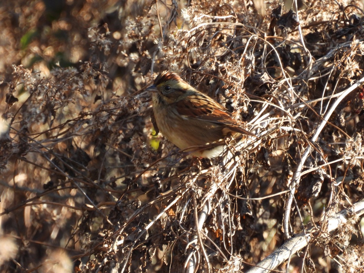 Swamp Sparrow - ML647221571