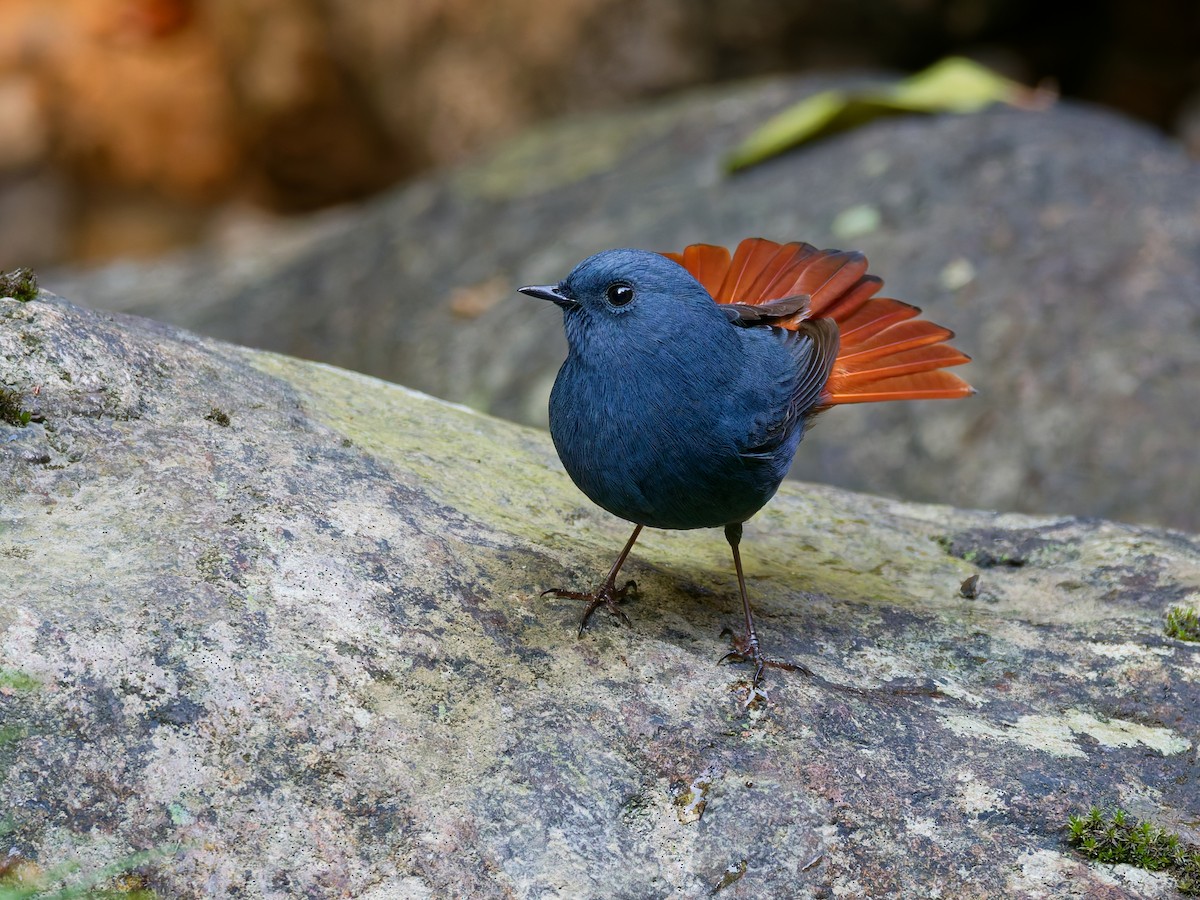 Plumbeous Redstart - ML647221573