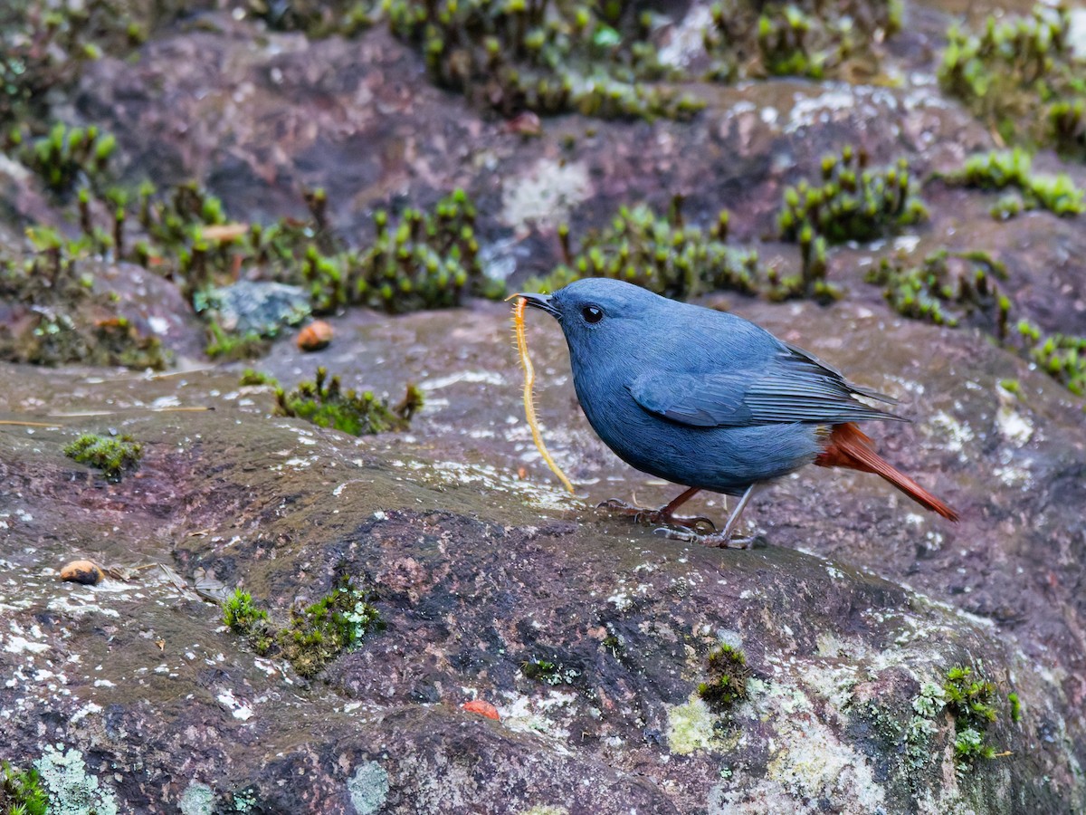 Plumbeous Redstart - ML647221574