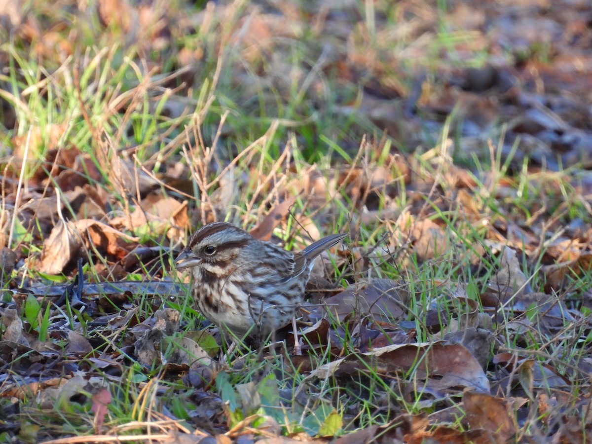 Song Sparrow - ML647221575