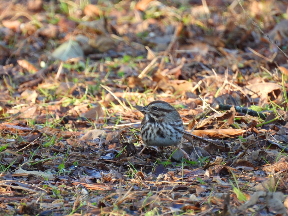 Song Sparrow - ML647221576