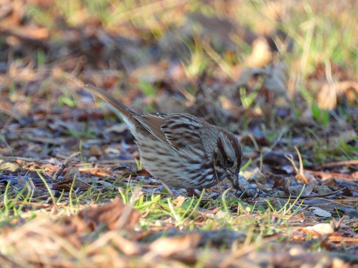 Song Sparrow - ML647221577