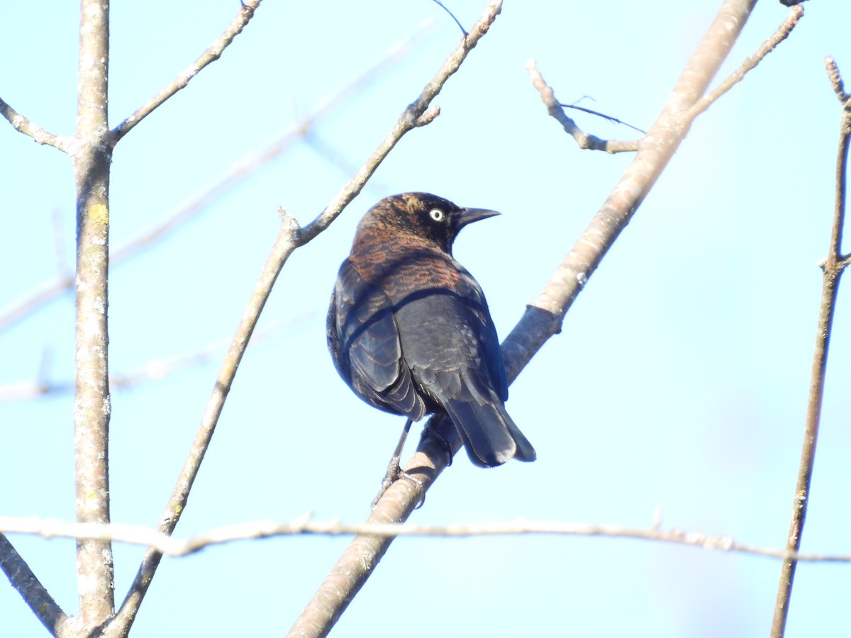 Rusty Blackbird - ML647221582