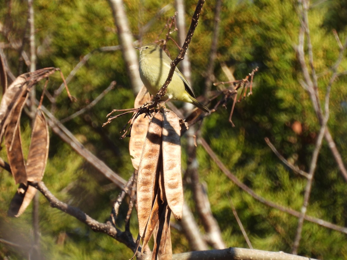 Orange-crowned Warbler - ML647221588