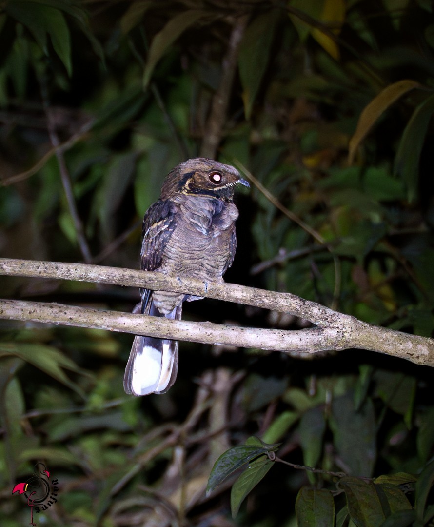 Jerdon's Nightjar - ML647221598
