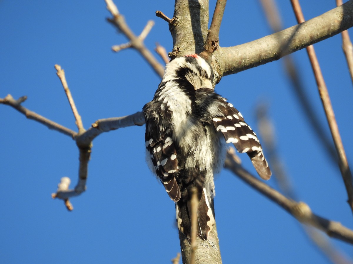Downy Woodpecker - ML647221601