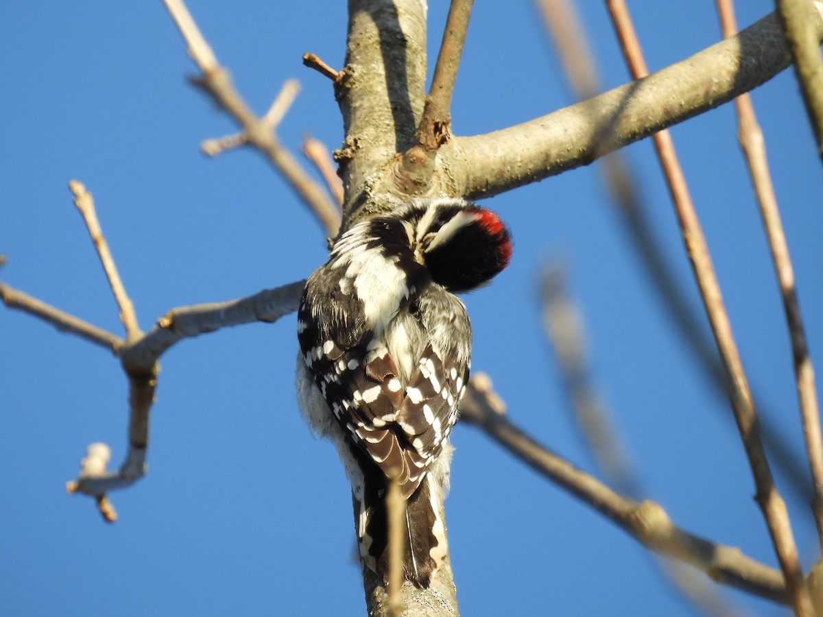 Downy Woodpecker - ML647221603