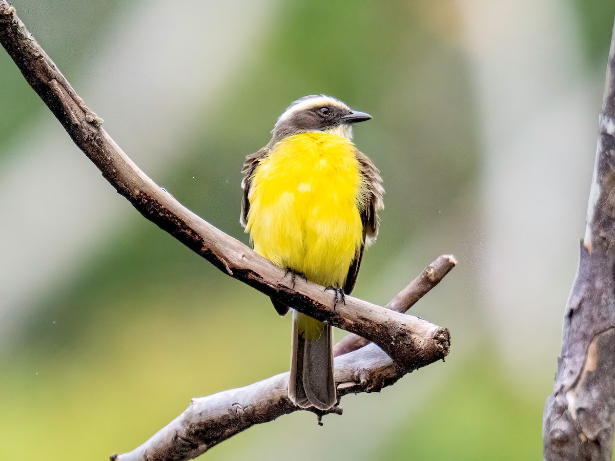 Tyran sociable - ML647221604