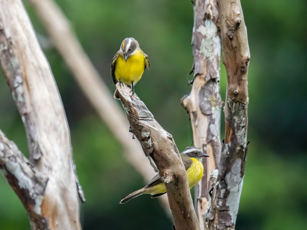 Tyran sociable - ML647221605