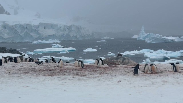 tučňák oslí - ML647221607