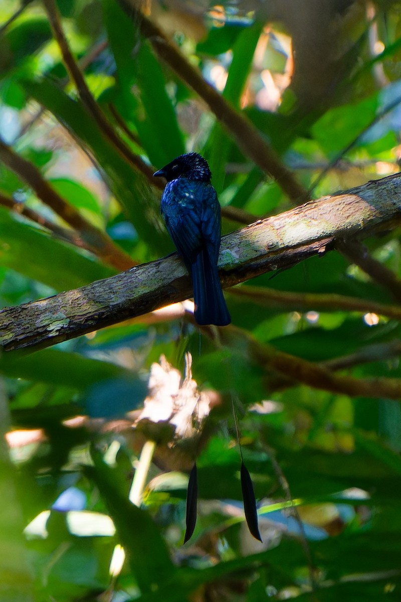Lesser Racket-tailed Drongo - ML647221611
