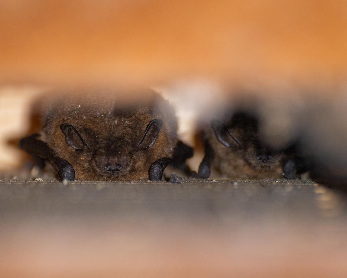 アブラコウモリ属 - ML647221612