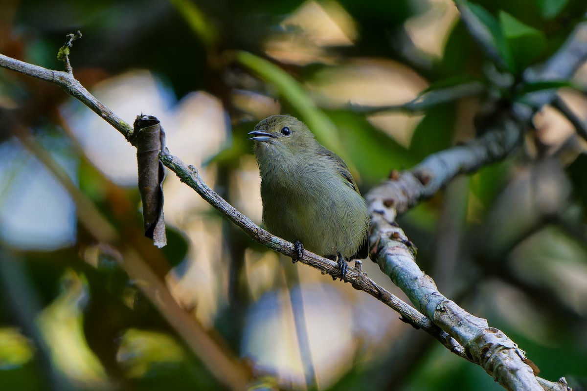 Plain Flowerpecker - ML647221628
