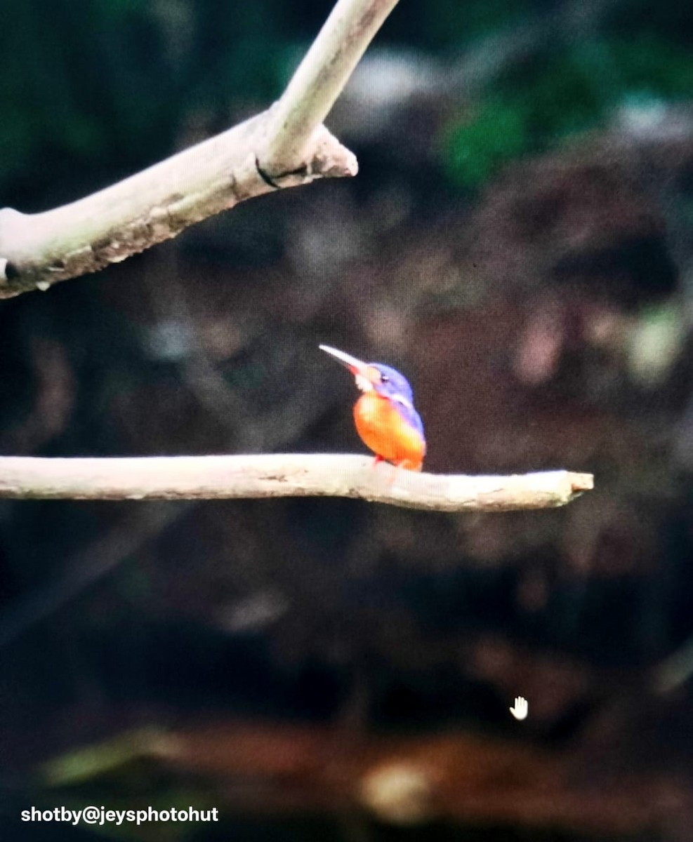 ledňáček modrohřbetý - ML647221636