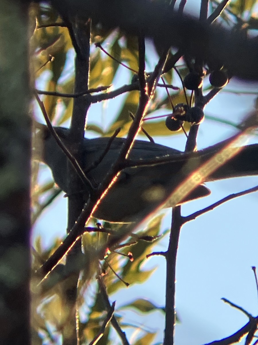 ימימן אמריקני - ML647221652