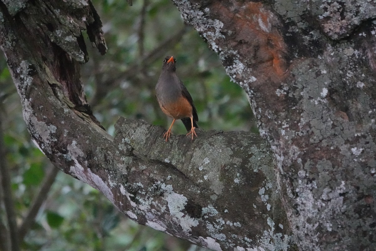 Эфиопский дрозд - ML647221654