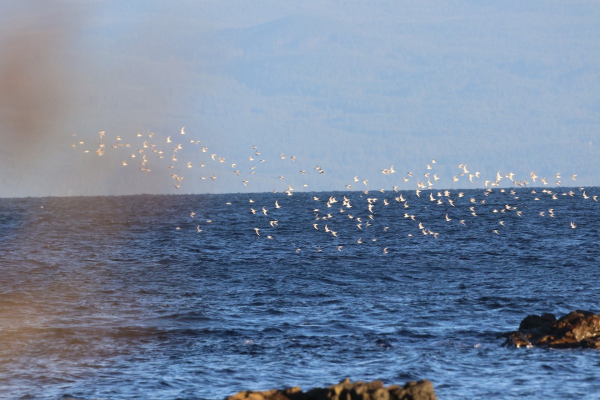 Bonaparte's Gull - ML647221655