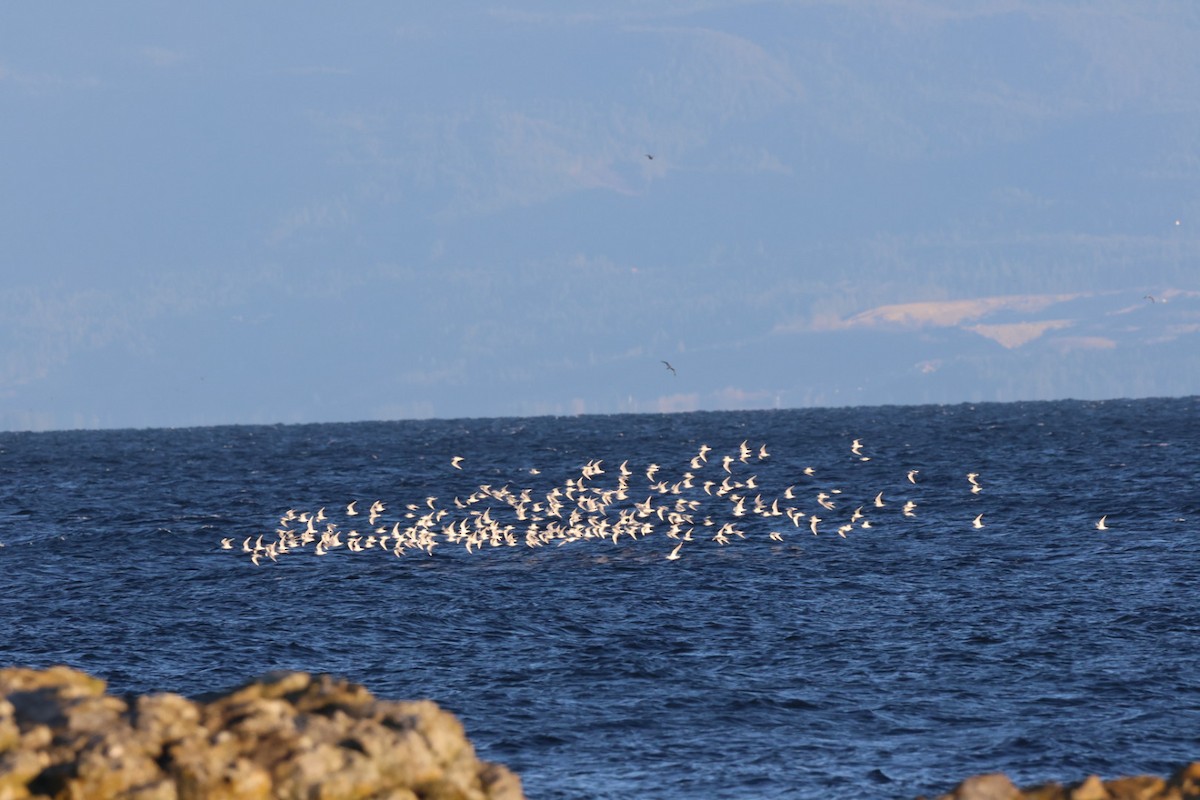 Bonaparte's Gull - ML647221656