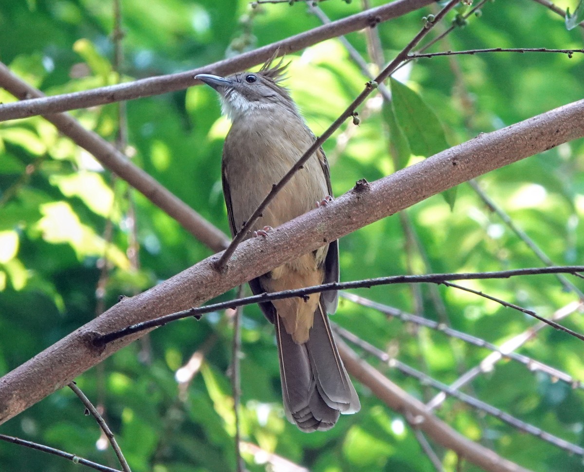 Ochraceous Bulbul - ML647221663