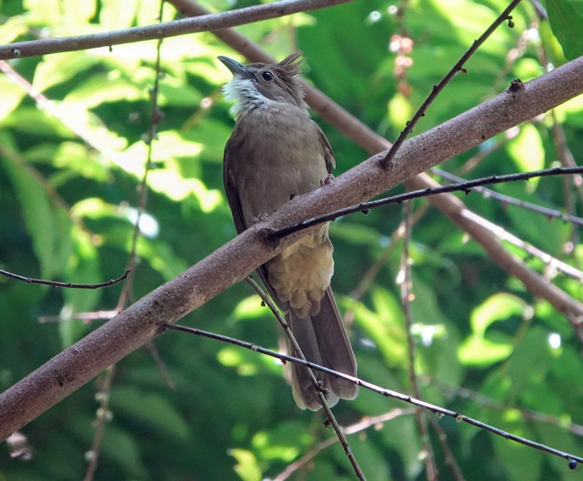 Ochraceous Bulbul - ML647221664