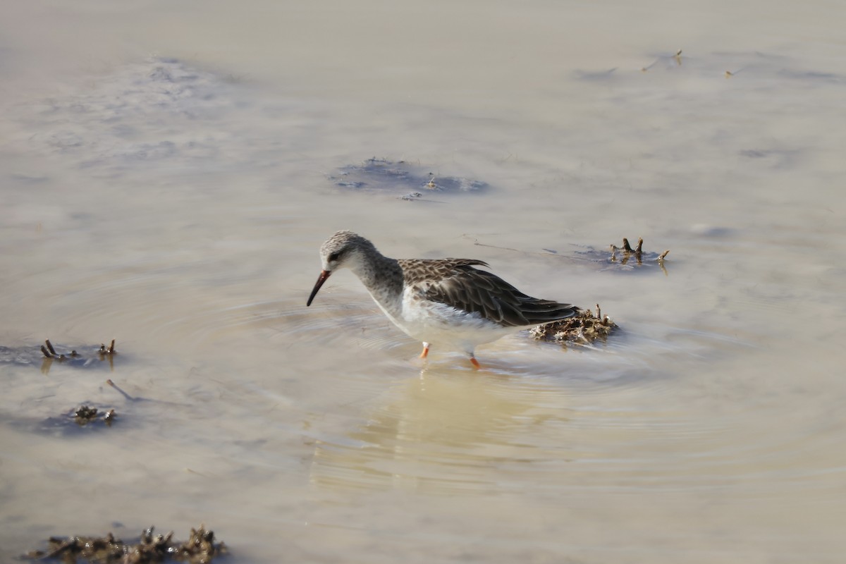 Döğüşkenkuş - ML647221669