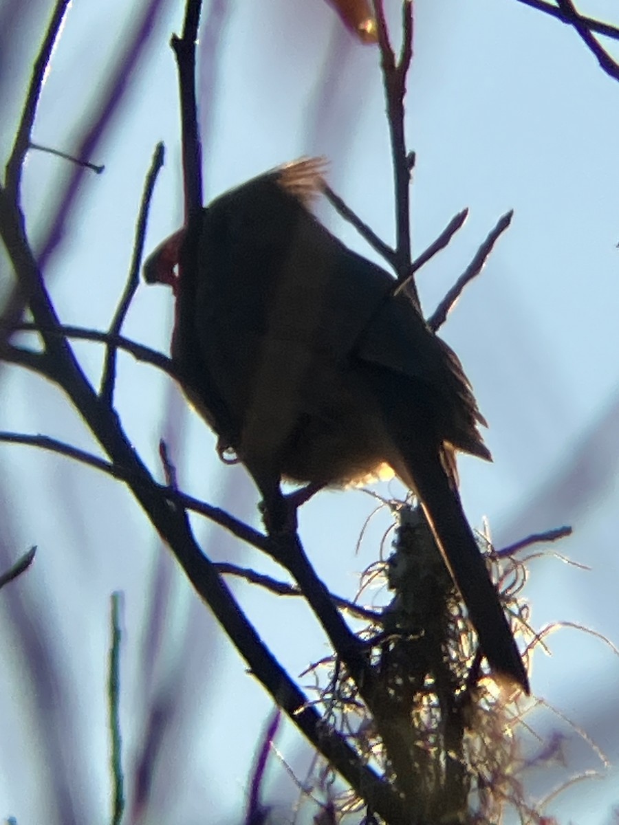 קרדינל צפוני - ML647221672