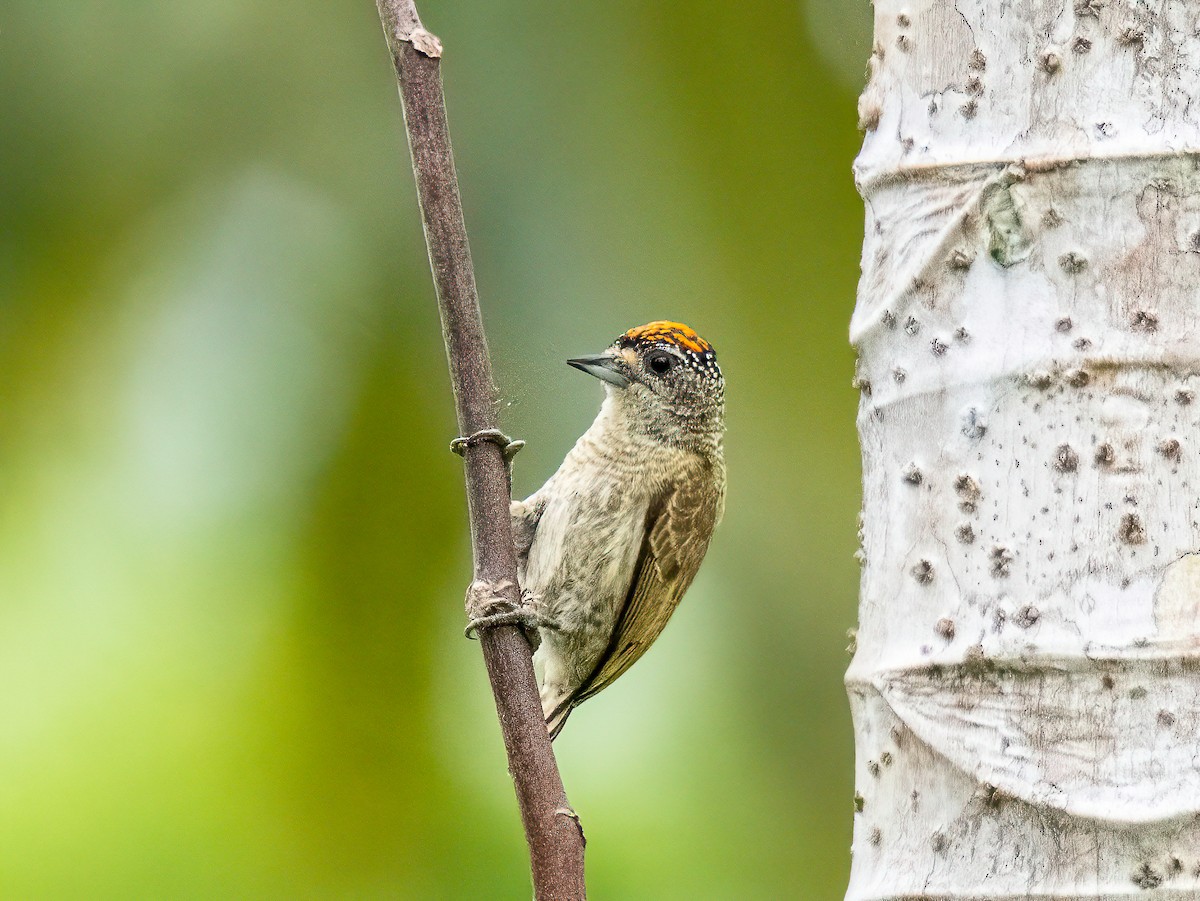 Fine-barred Piculet - ML647221674