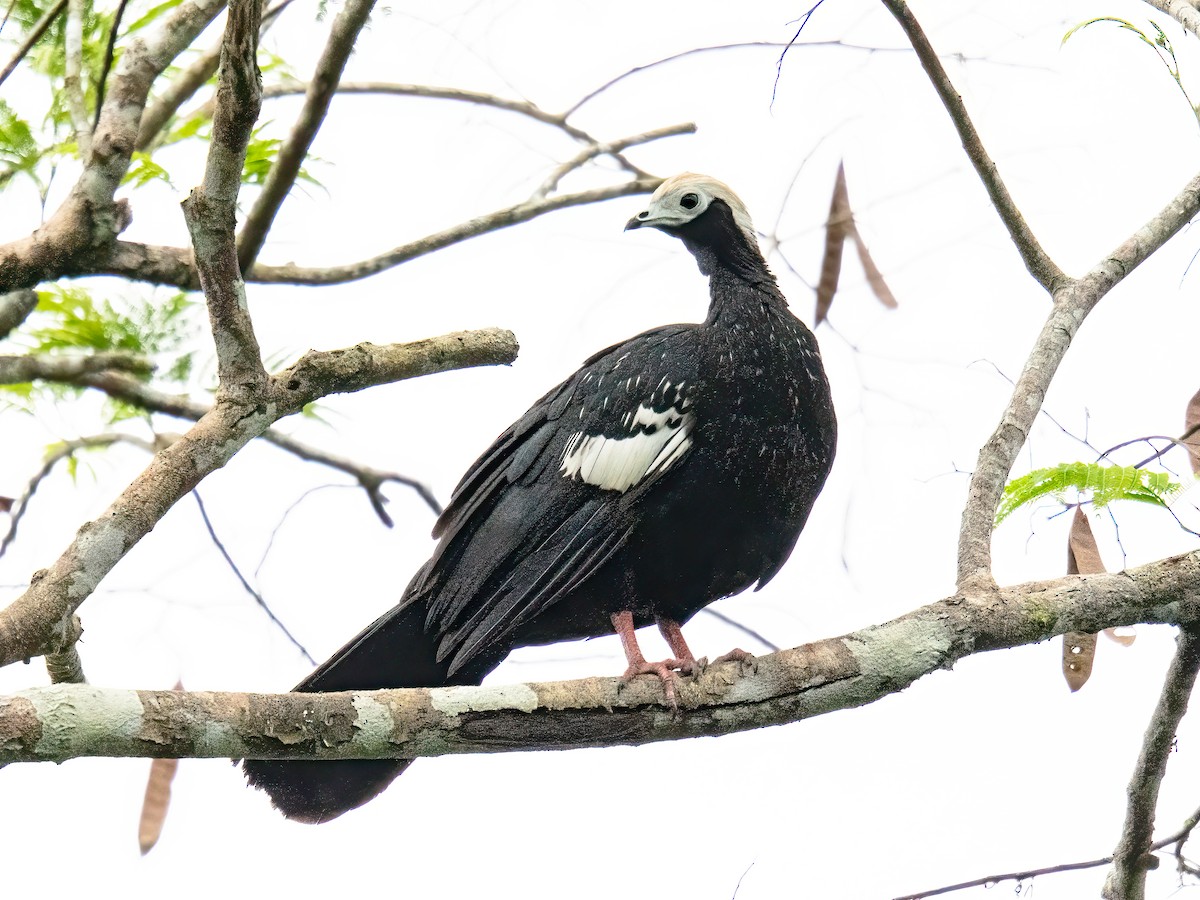 blåstrupehokko - ML647221684